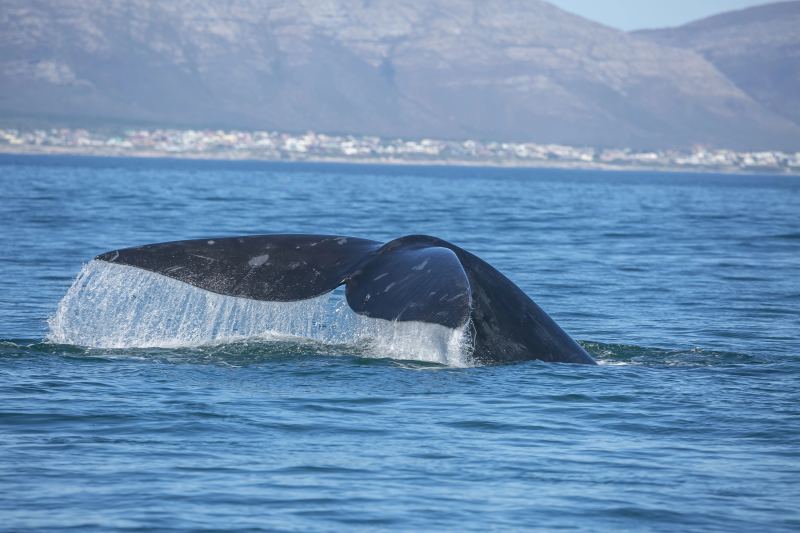 Schwanzflosse eines Südkapers vor der Küste von Hermanus, im Hintergrund der Ort